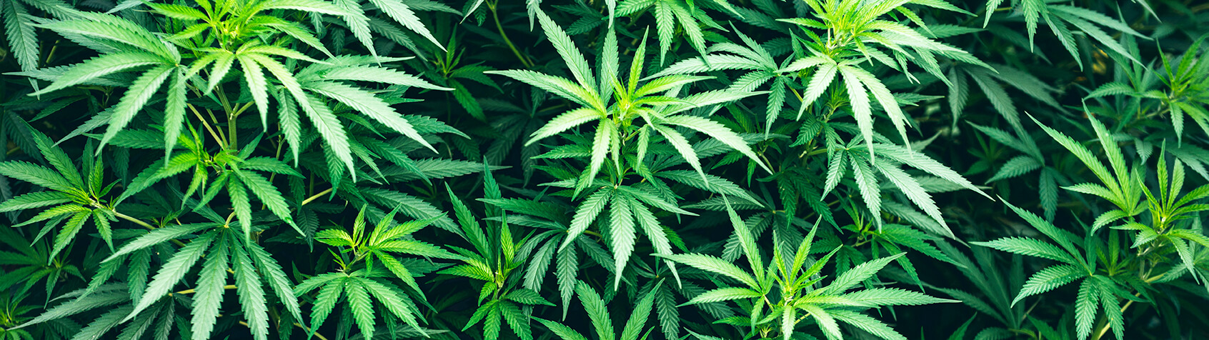 Closeup of cannabis plants